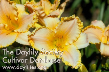 Daylily Ode to Happiness